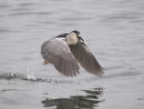 Black crowned night Heron