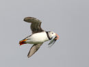 Puffin
