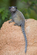 Black eared Marmaset