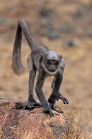 Baby Langur