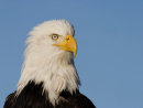 Bald Eagle Alaska