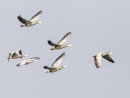 Bar headed Geese