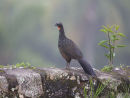 Dusky legged Guan