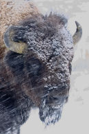 Bison