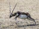 Black Buck 1