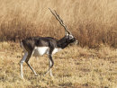 Black Buck 4