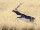 Black Buck 0620