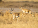Black Buck Leaping