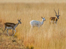 Black Buck Lusistic