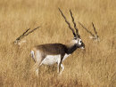 Black Buck Resting 0311