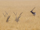 Black Buck Resting 1