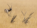 Black Buck Resting 0539