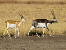Black Buck and Juvenile