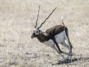 Black Buck