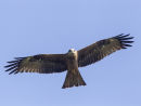 Black Kite