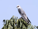 Black Shoulderd Kite