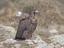 Black Vulture 2
