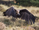 Black Vulture 9