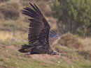 Black Vulture