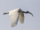 Black headed Ibis