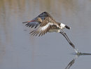 Black tailed Godwit 1
