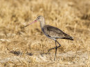 Black tailed Godwit