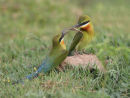 Blue-tailed Bee eater Courtship
