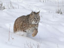 Bobcat