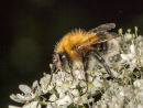 Bombus hypnorum