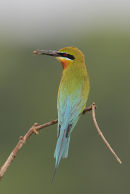 Blue-tailed Bee eater with Bee