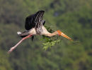 Painted Stork Nesting
