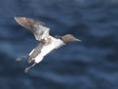 Bridled Guillemot