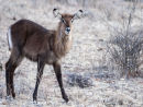 Waterbuck
