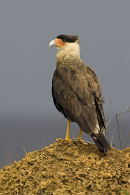Southern Caracara