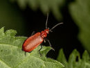 Cardinal Beetle