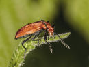 Cardinal Beetle