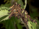 Caterpillers on Nettles