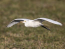 Cattle Egret