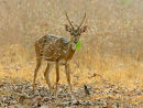 Chital and Myna