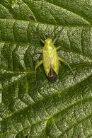 Common green capsid