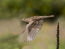 Corn Bunting
