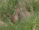 Corncrake