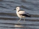 Crab Plover