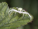 Crab Spider
