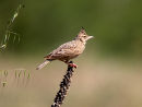 Crested Lark
