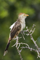 Guira Cuckoo