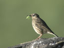 Rock Pipit