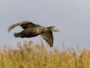 Common Eider
