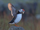 Backlit Puffin
