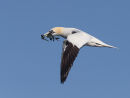 Gannet